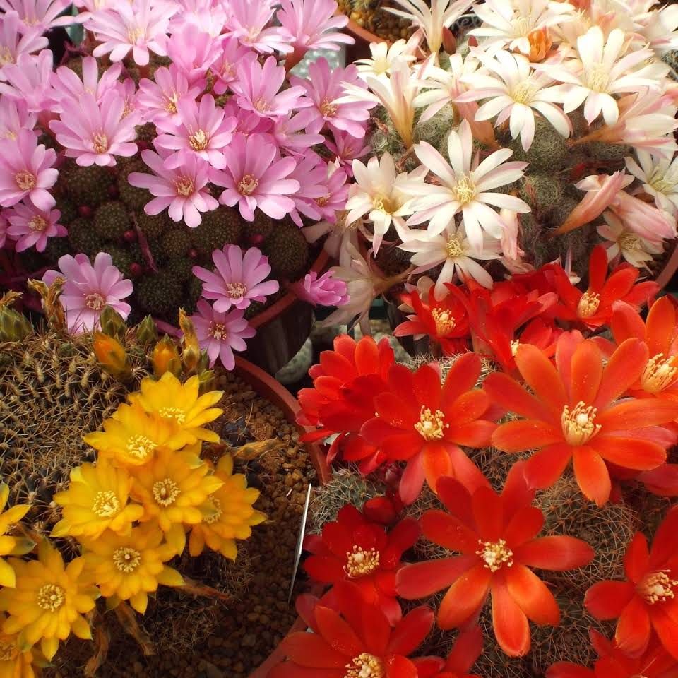 A selection of cacti flowers