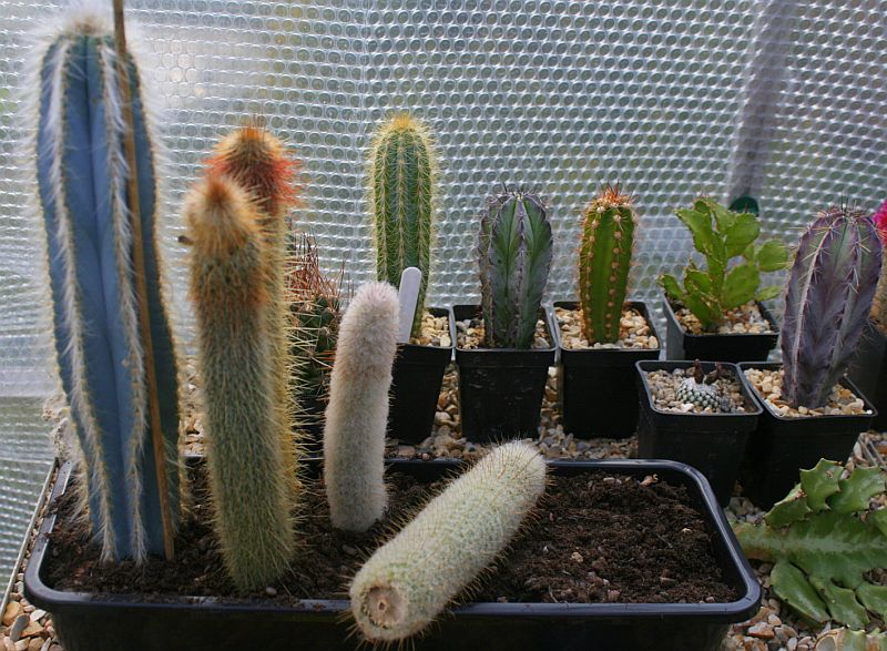 Cacti Propagation - Coach House Cacti