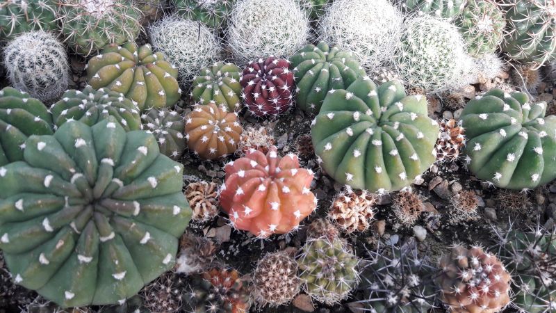 coach house cacti - visit our nursery