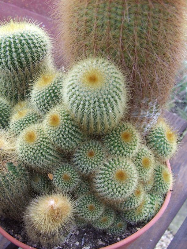offsets cacti cactus propogation