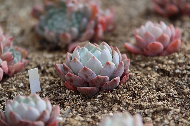 Read more about the article Cacti Propagation