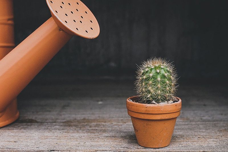 Watering a cactus or succulent - key care and cultivation