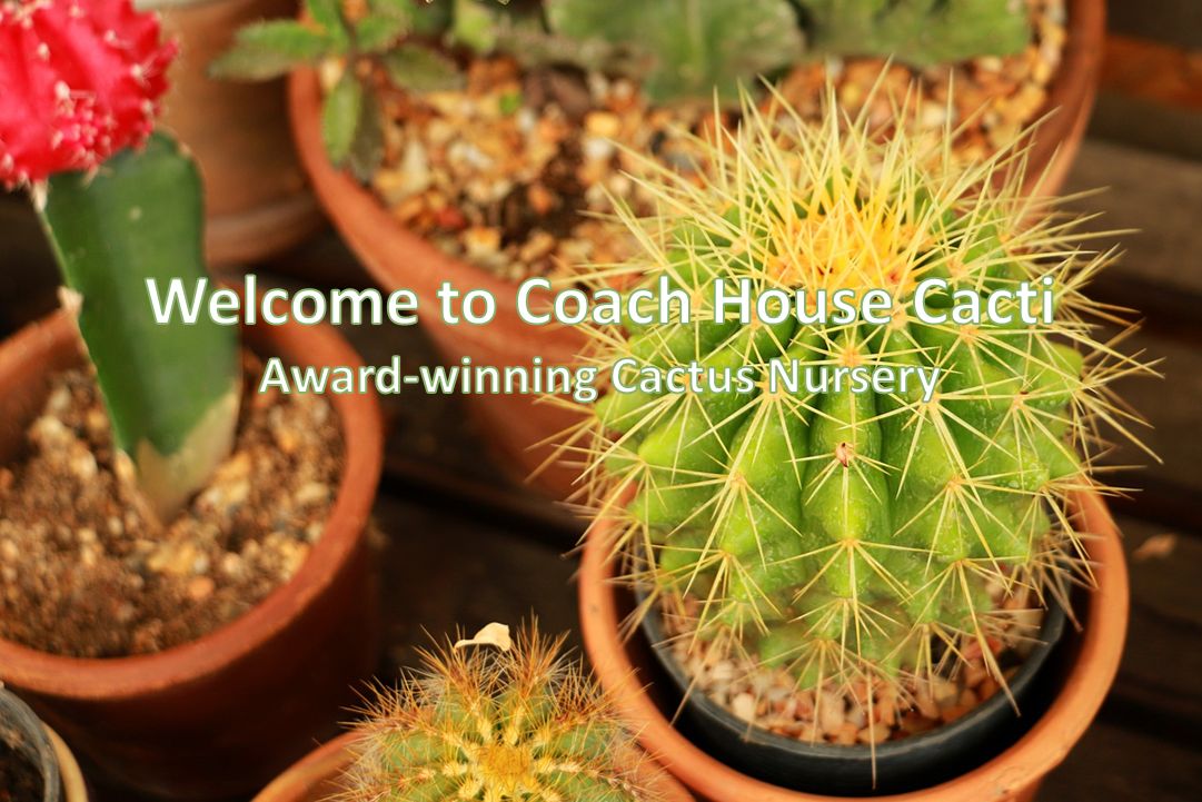 Coach House Cacti - Cactus Nursery Dorset