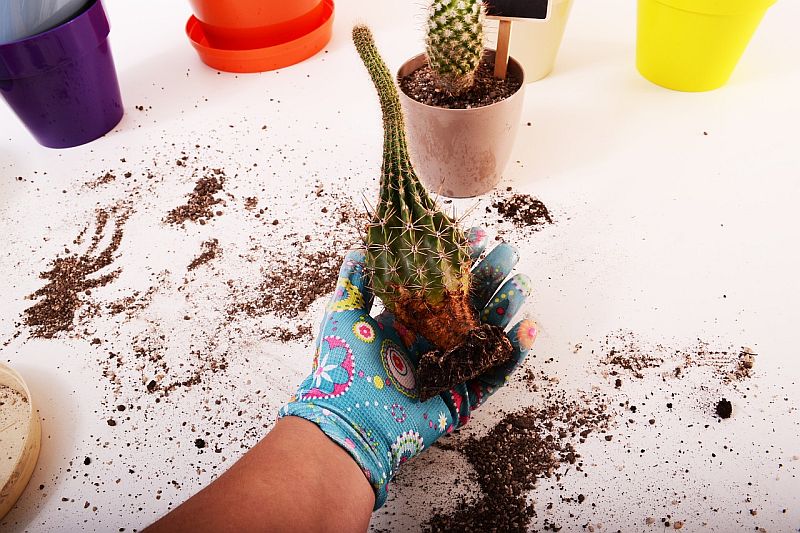 Re-potting a cactus - a good compost is required to give free draining conditions. Key care and cultivation