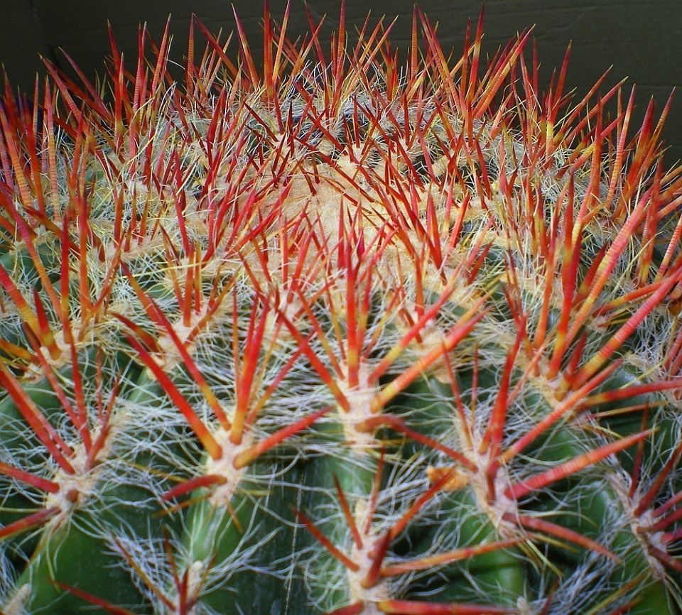 Cacti Spines